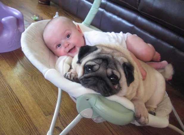 baby-pug-funny