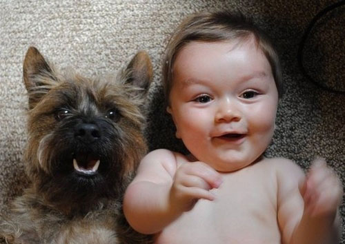baby-puppy