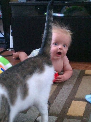 baby photobomb cat