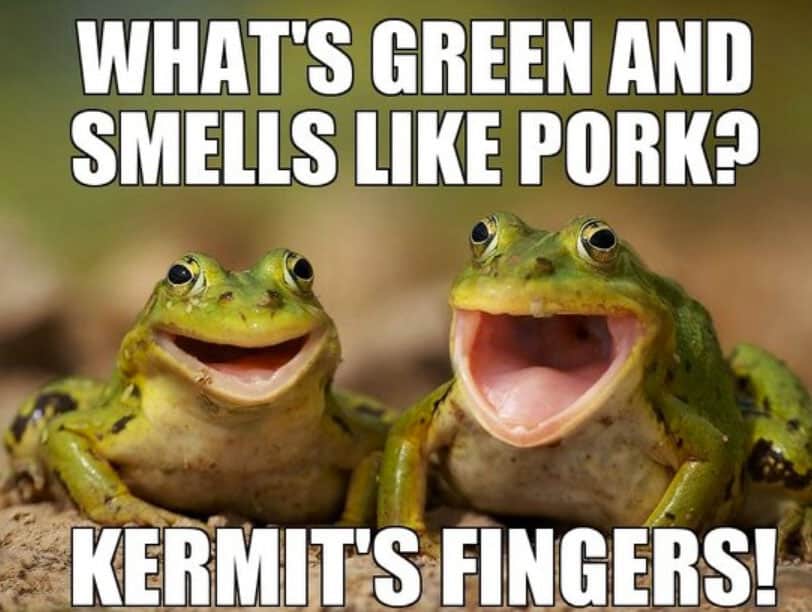 bad-joke-frogs