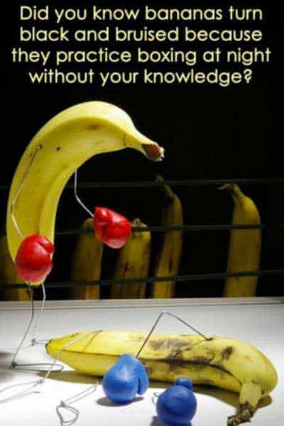 banana-fight