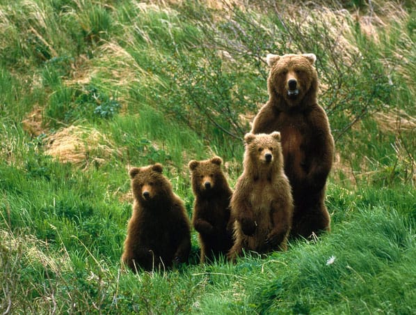 bear-family-photo