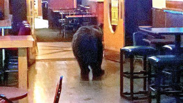 bear-walks-into-a-bar