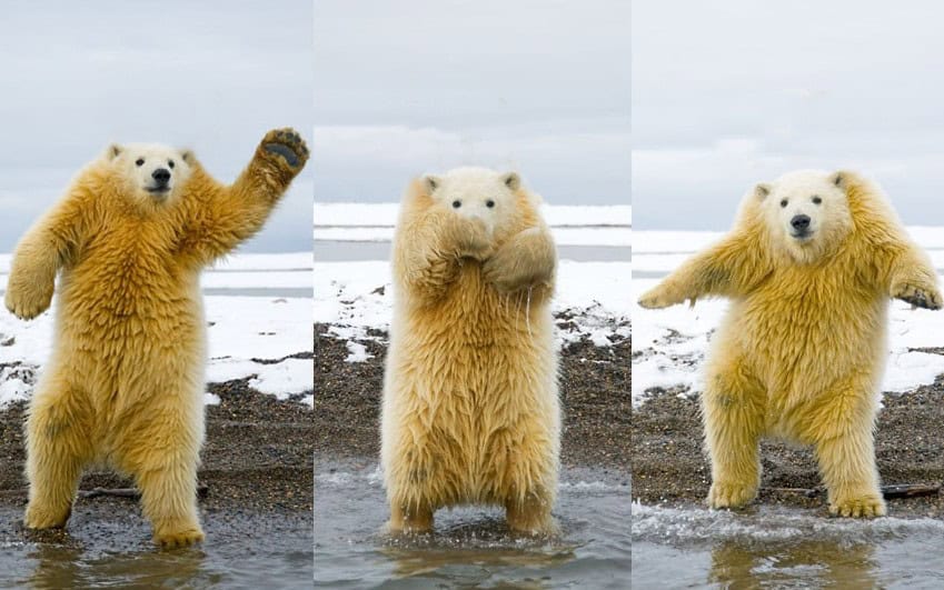 bear no neck