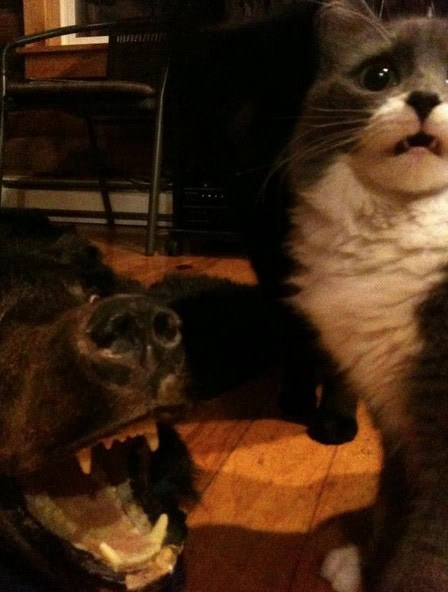 bear skin rug cat