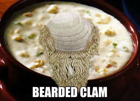 bearded clam photo
