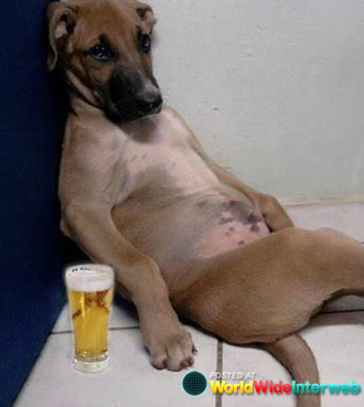 beer dog photo