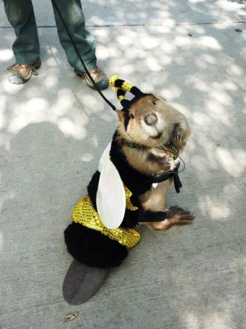 beever