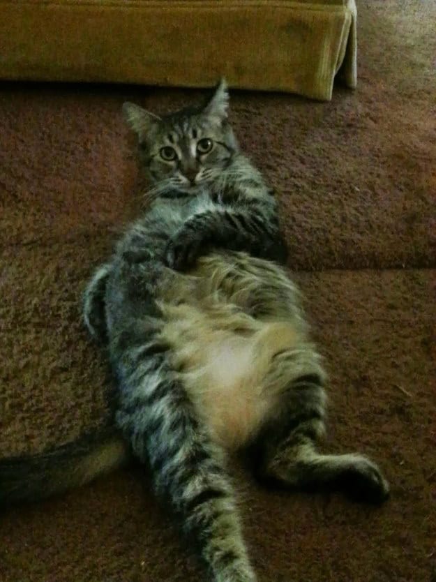 caturday-belly-cat