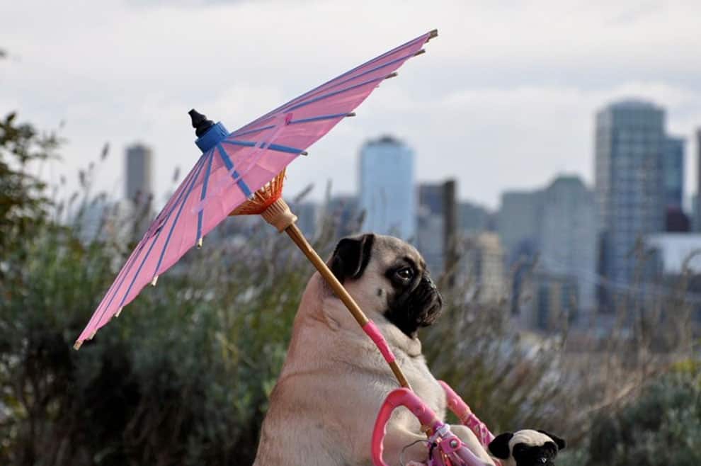 best-pug-ever