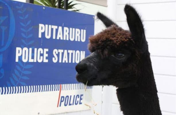 black-llama-white-llama