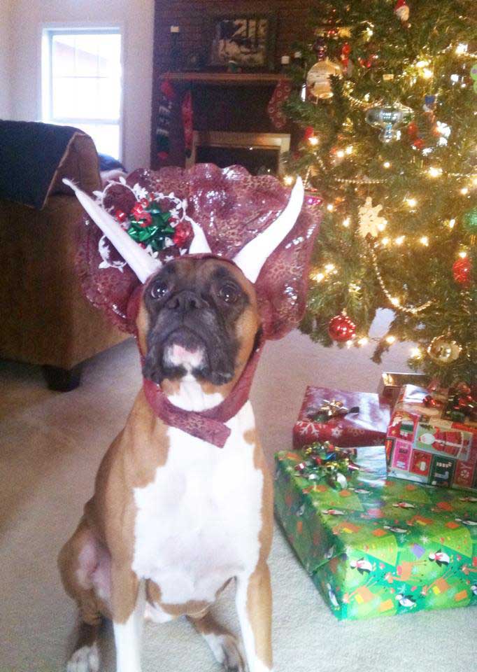 boxer-christmas