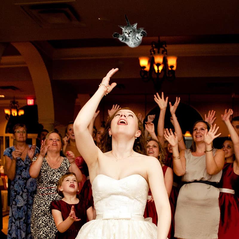 brides-throwing-cats