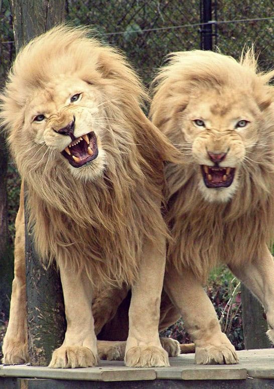 brothers