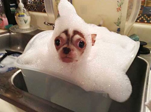 bubble-bath-dog