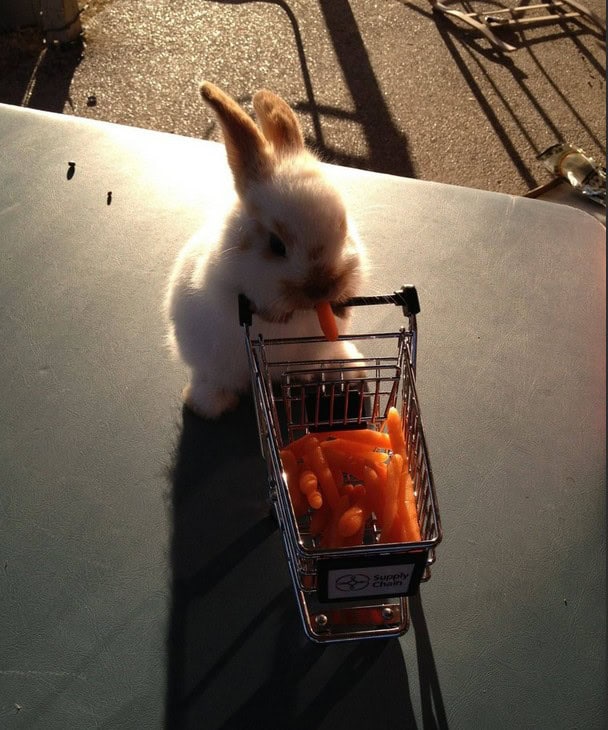 bunny carrot shopping