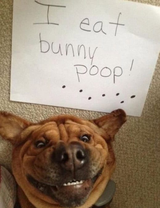 bunny poop
