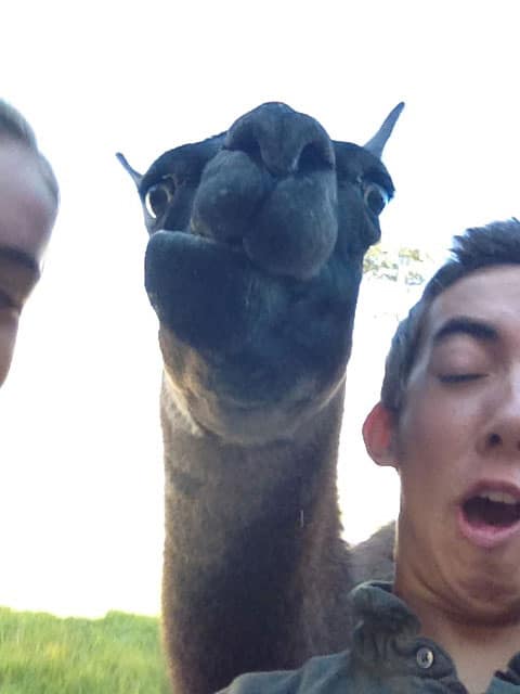 camel-selfie