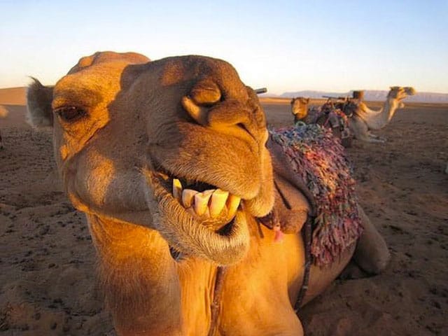 camel-selfie