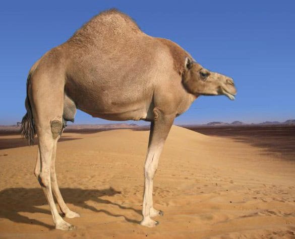 camel without neck