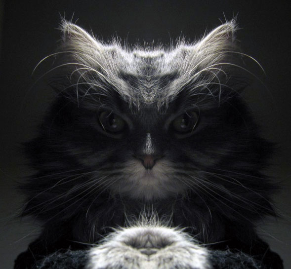 camera-effect-cat