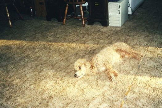camo dog