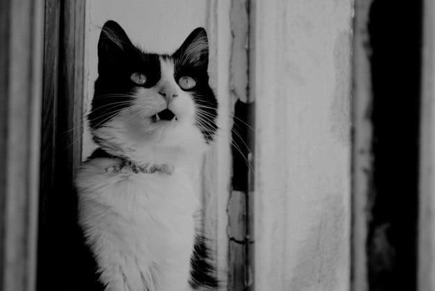caturday-surprised-cat