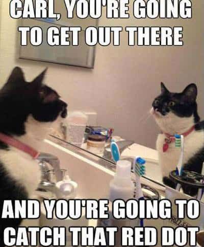 carl-cat