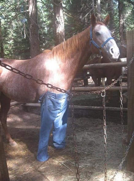 casual friday horse