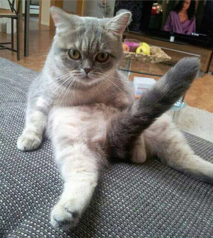 cat-boner