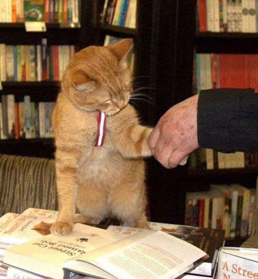 cat-book-signing