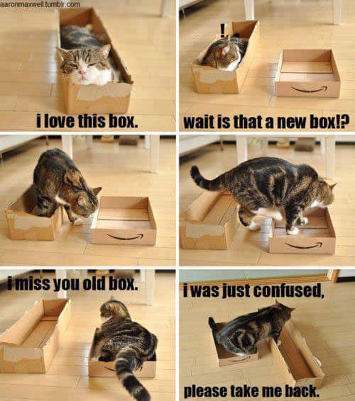 cat-box