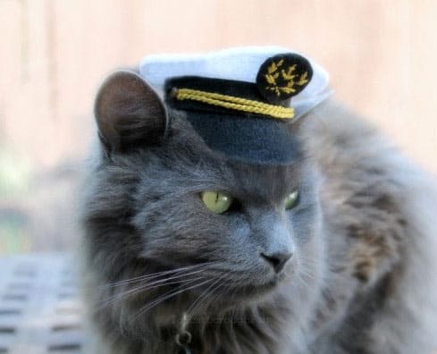 cat-captain-hat