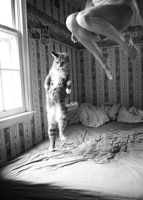 cat-dancing