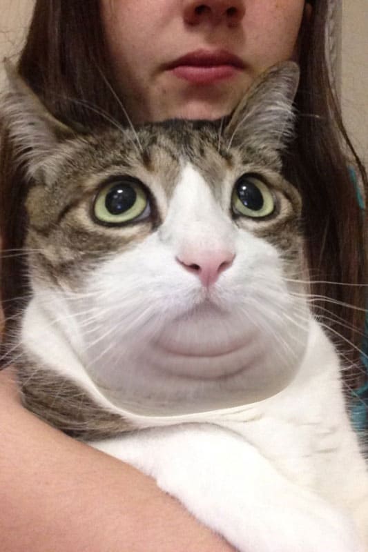 cat-fat-app