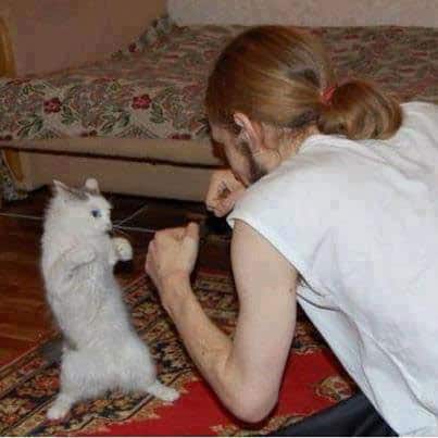 cat-fight-funny
