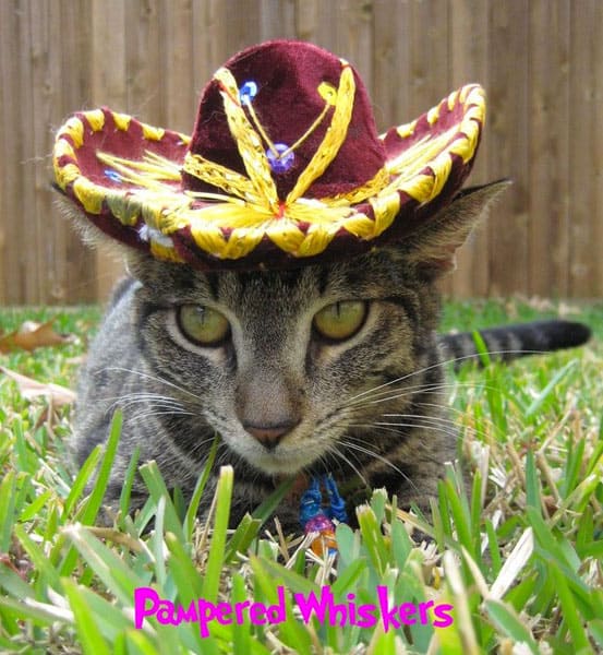 cat-hat-funny