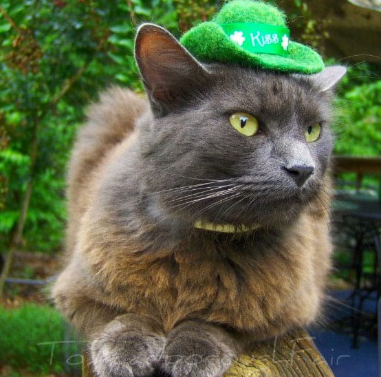 cat-hat-photos