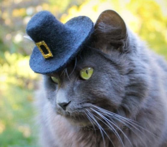 cat-hat-pics