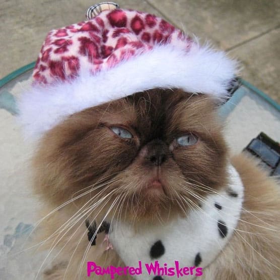 cat-hats-buy