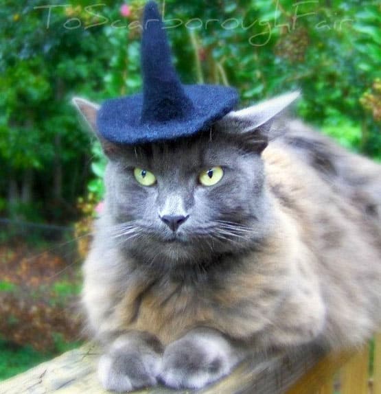 cat-hats
