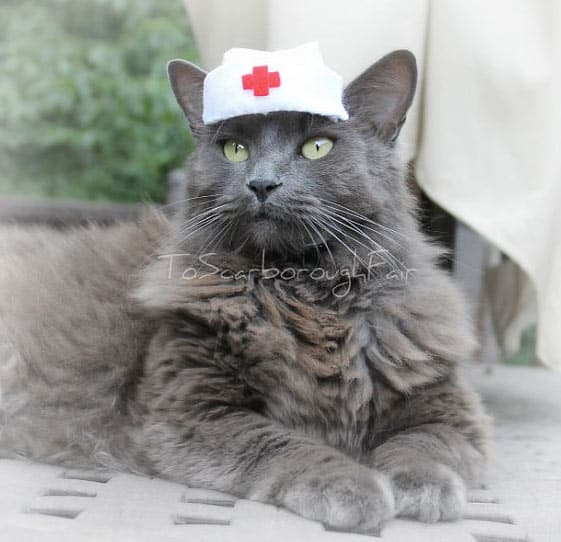 cat-nurse-hat