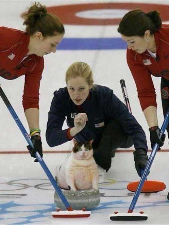 cat-photoshop-sports