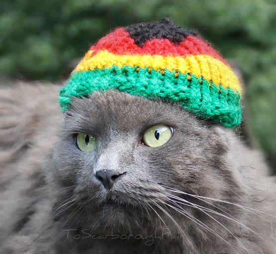 cat-rasta-hat