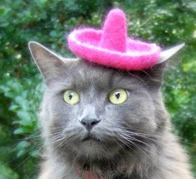cat-sombrero