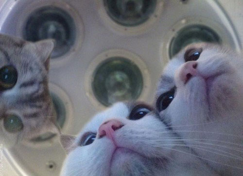 cat-surgeons