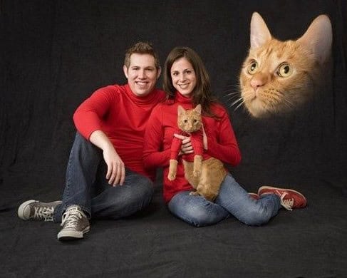 cat family portraits
