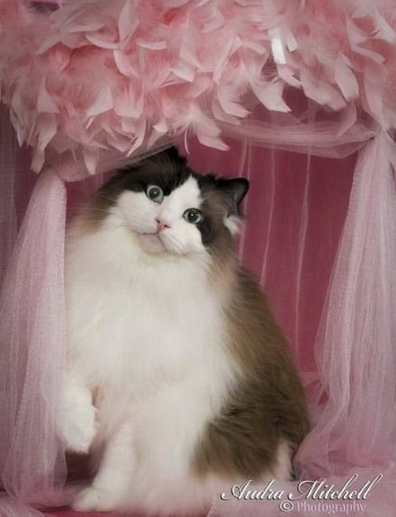 cat glamour