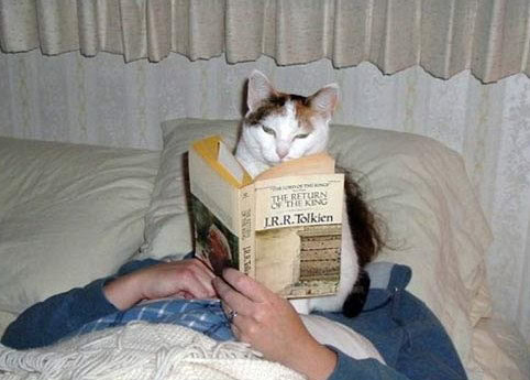 cat jerk