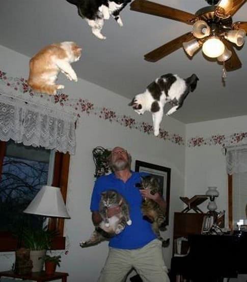 cat juggling